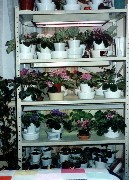 Moms Flowers